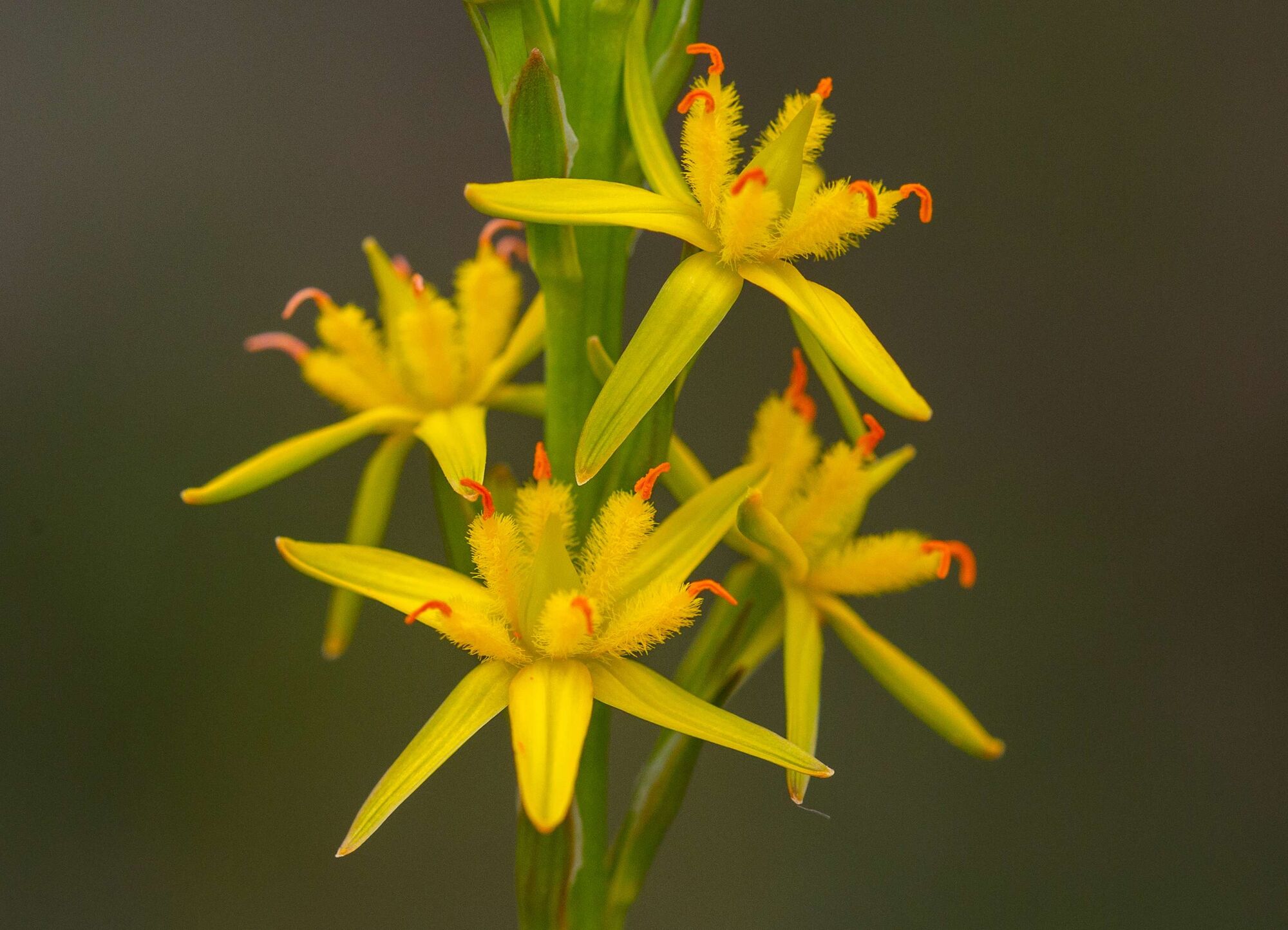  – Eine Moorlilie hat gelbe Blüten mit orangefarbenen Staubgefäßen