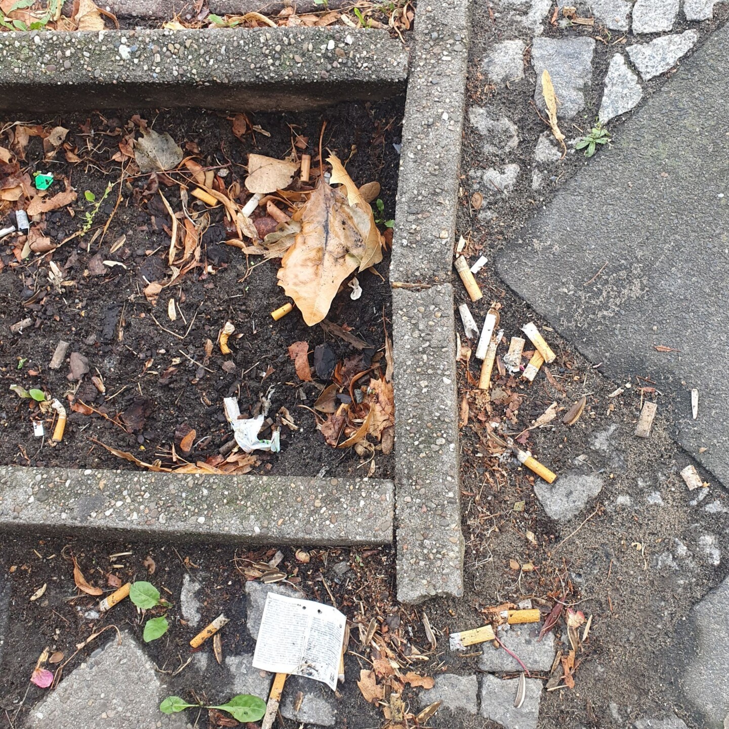 Eine gepflasterte Fläche und eine Fläche mit Erde. Auf dem Pflaster und der Erde liegen mehrere Zigarettenkippen.