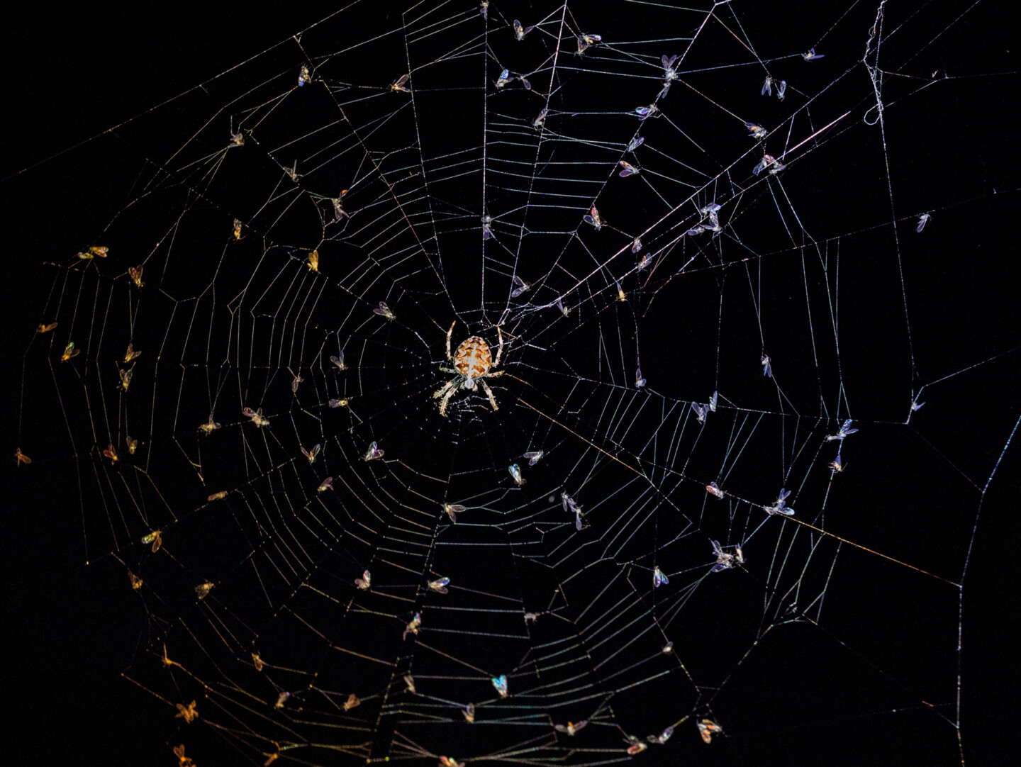 Eine Kreuzspinne sitzt in der Mitte ihres Netzes, in dem sich sehr viele kleine Fliegen verfangen haben.