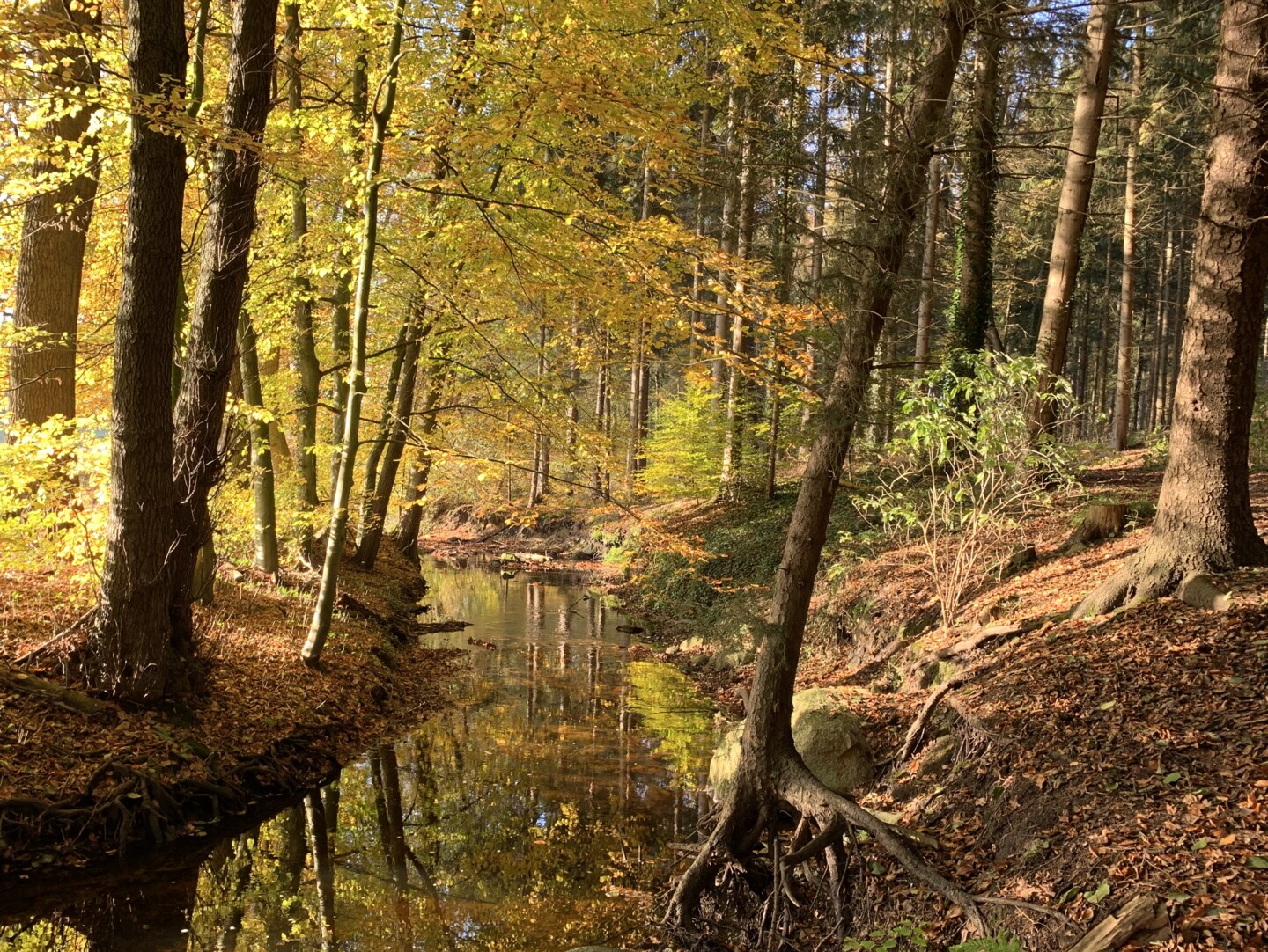 Blick in einen Herbstwald, durch den ein Gewässer fließt