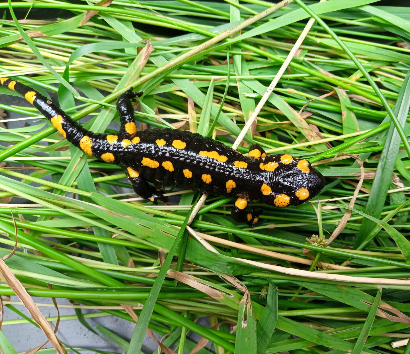 Ein gelb-schwarz gefärbter Feuersalamander bewegt sich über Grashalme