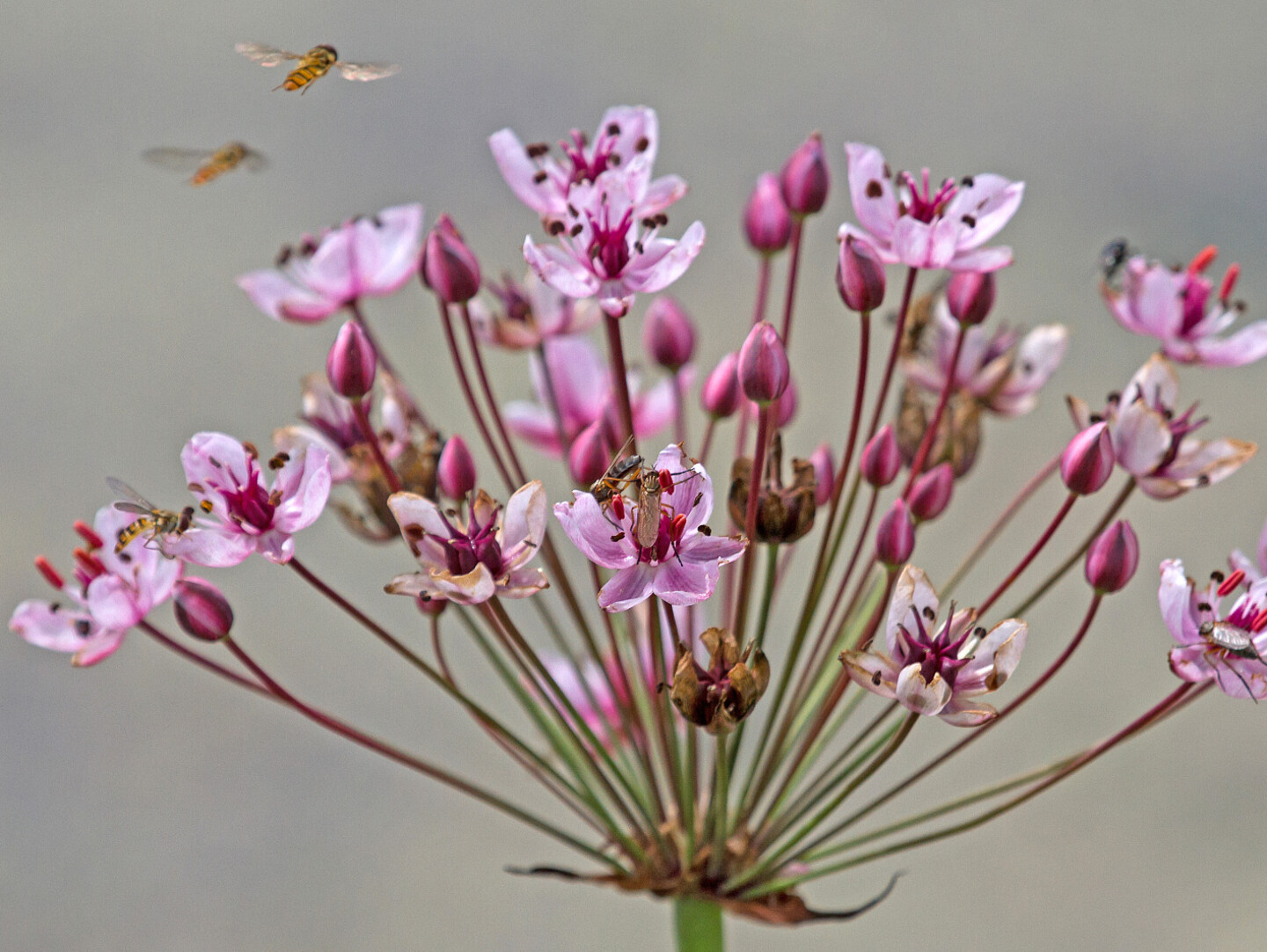 zwei Schwebfliegen über einer Schwanenblumenblüte