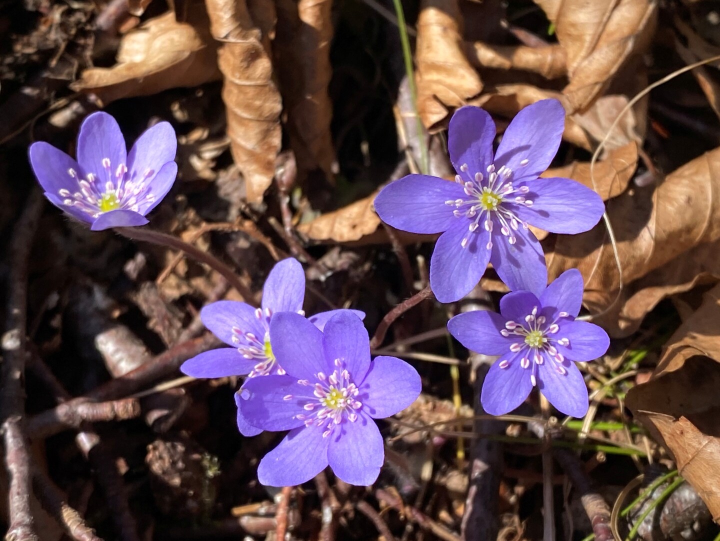 Leberblümchen