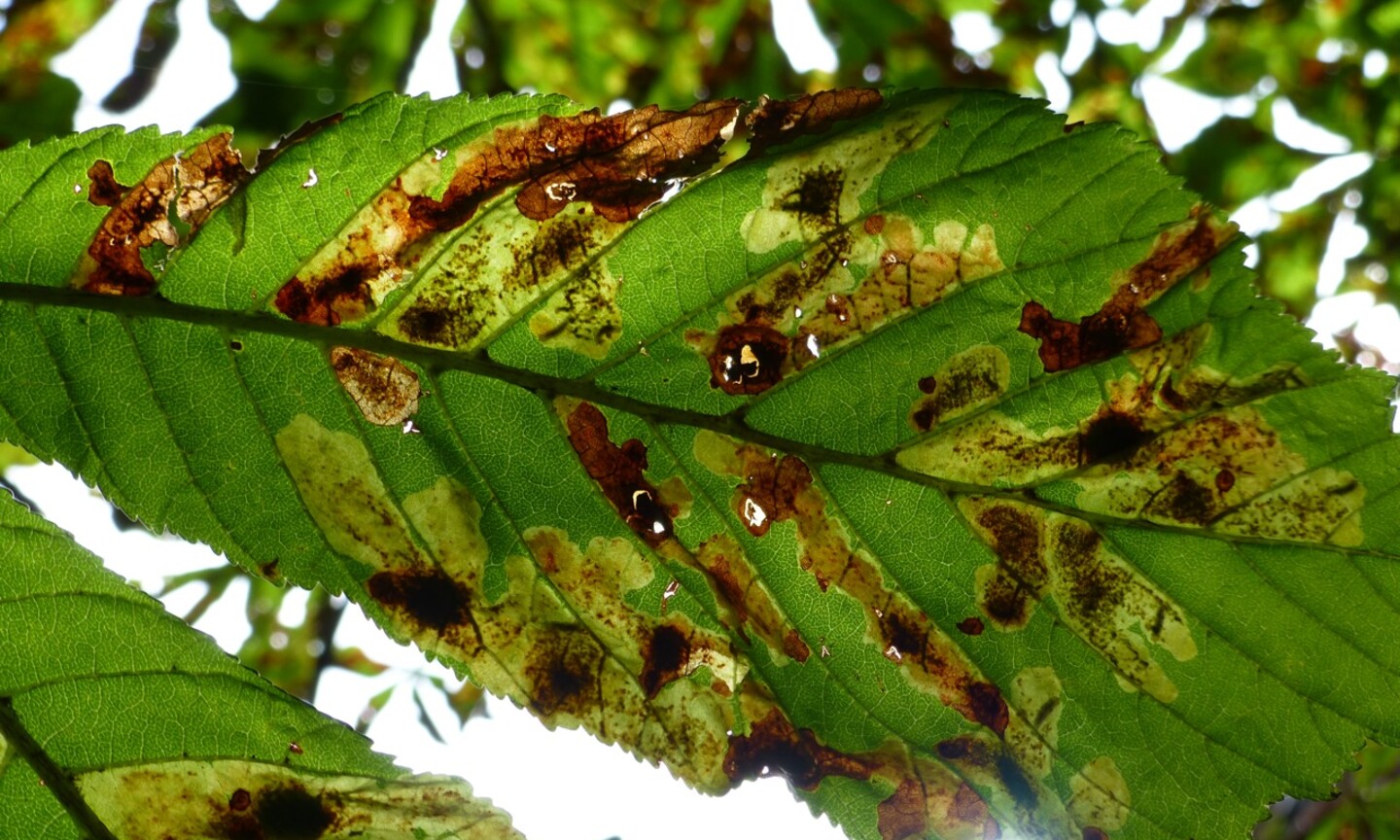 Ein Blatt einer Kastanie mit vielen brauen Flecken, die durch den Fraß der Raupen entstanden sind.