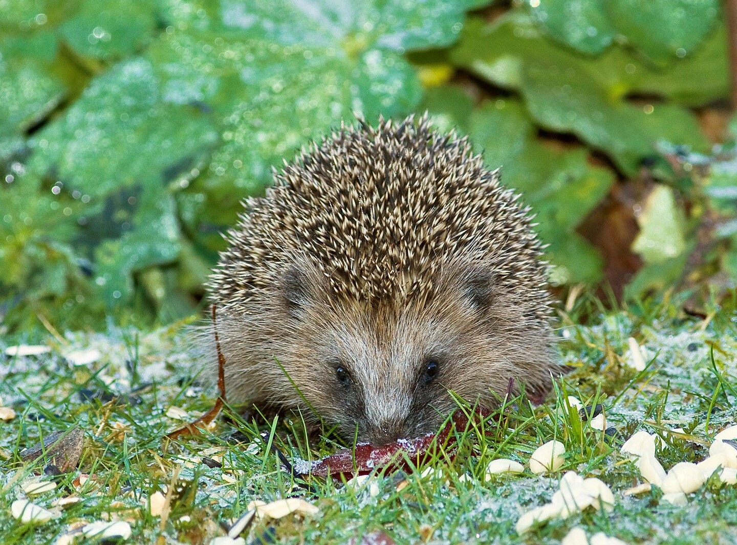 Ein Igel befindet sich auf einer Rasenfläche, auf der sich Nüsse aus einem Futterhäuschen befinden.