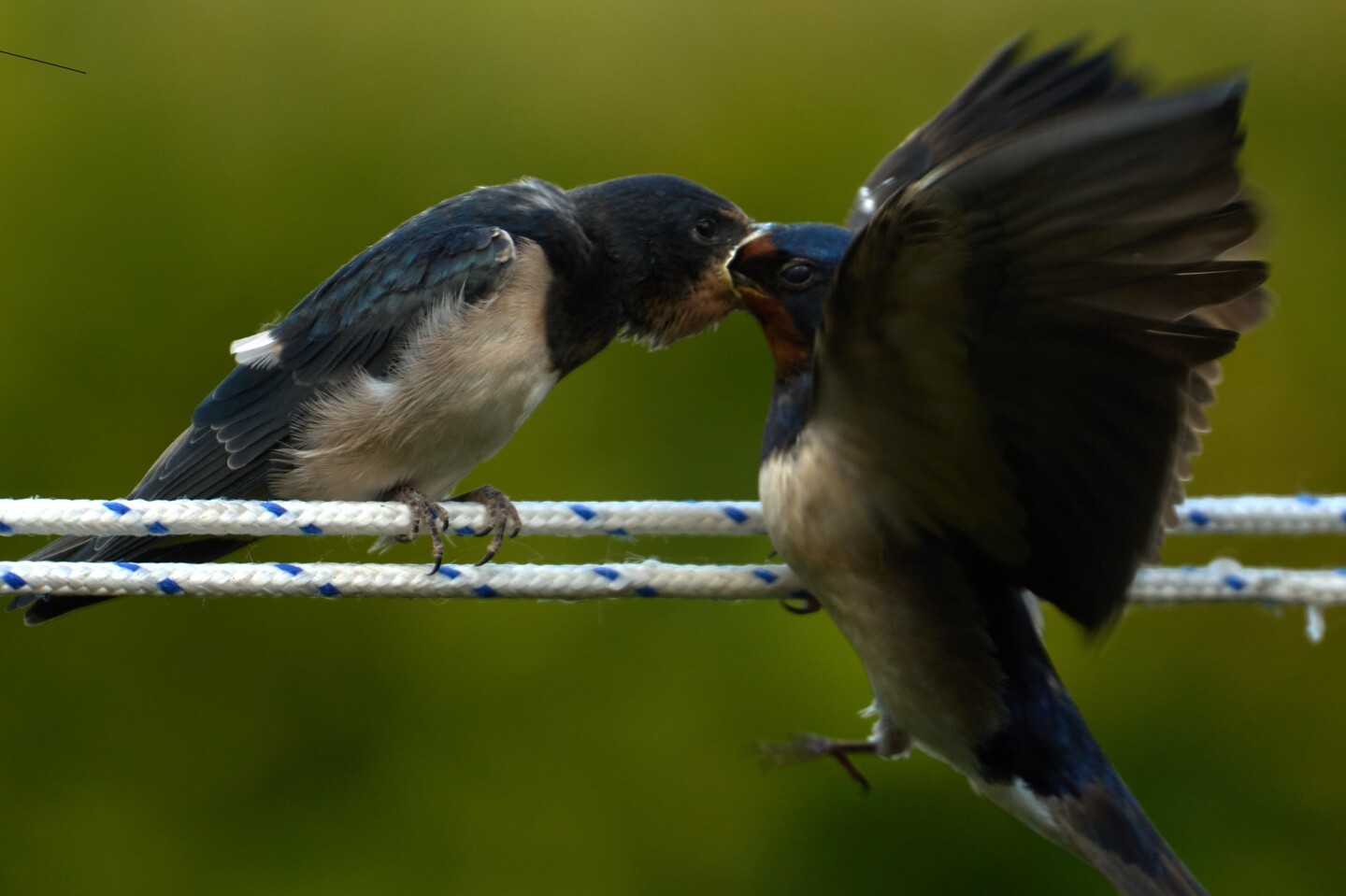 Auf einer Wäscheleine sitzt ein Jungvogel, der vom Elterntier gefüttert wird.