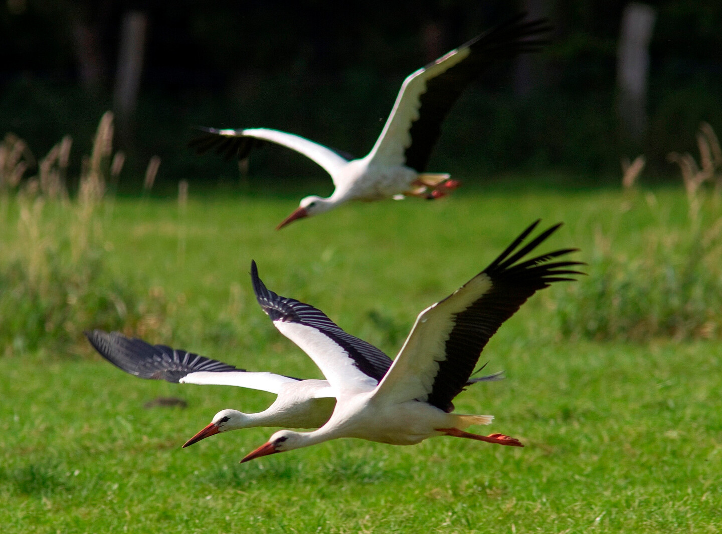Drei Weißstörche fliegen tief über ein Grünland