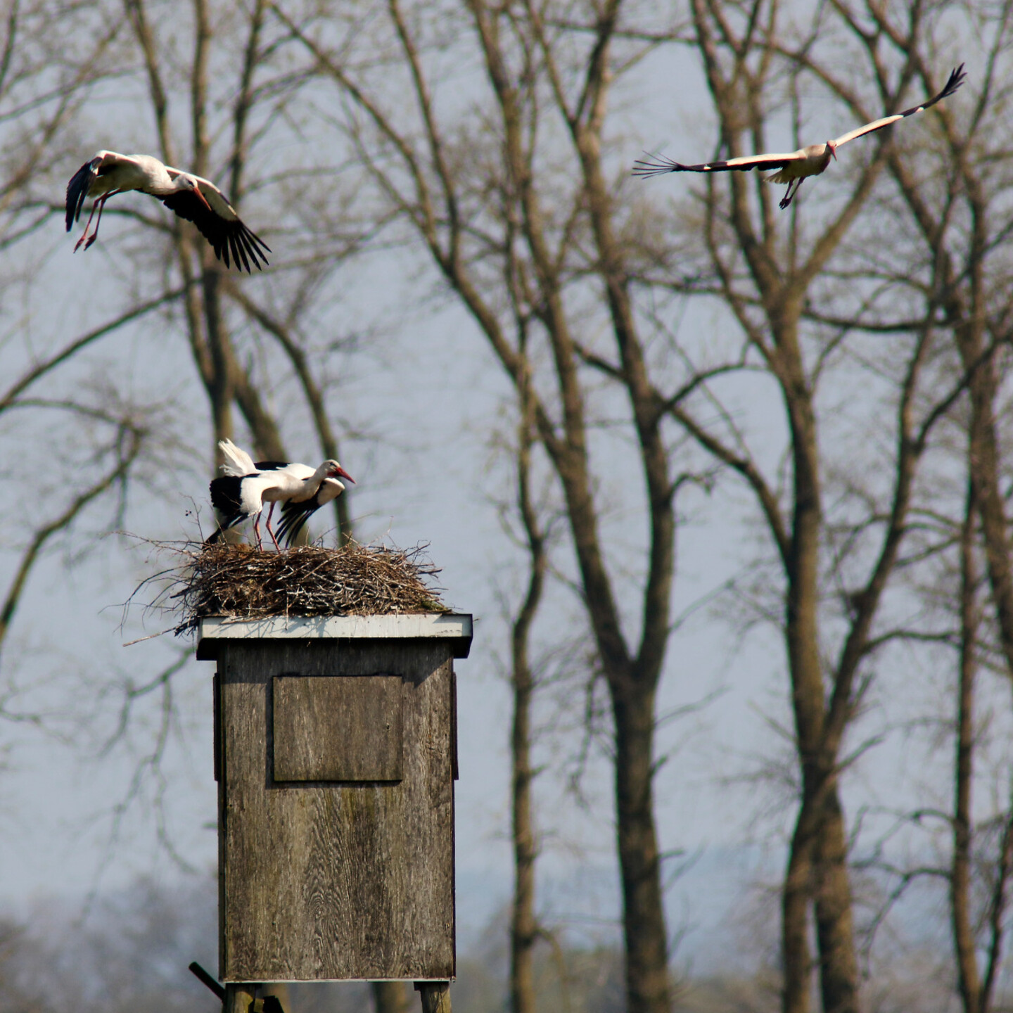 Ein Storch auf einem Nest wird von zwei fliegenden Störchen attackiert.