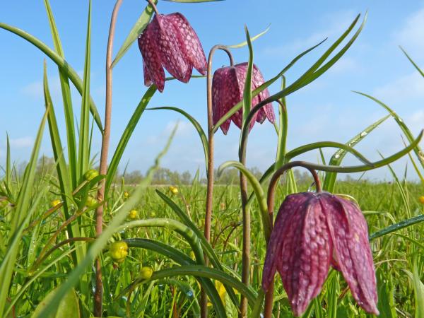 Feuchtwiesenrarität Schachblume (Symbolbild)