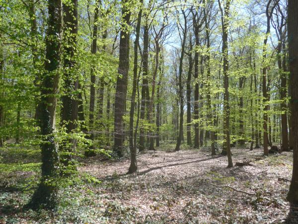 Wälder (Symbolbild)