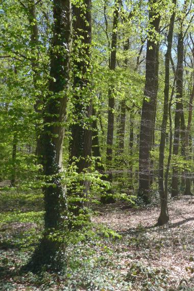 Wälder (Symbolbild)