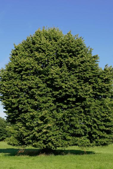 Bäume (Symbolbild)
