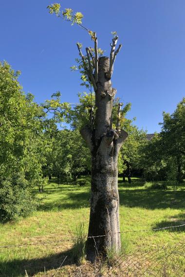 Baumkappungen – oft unsachgemäß und schädlich (Symbolbild)
