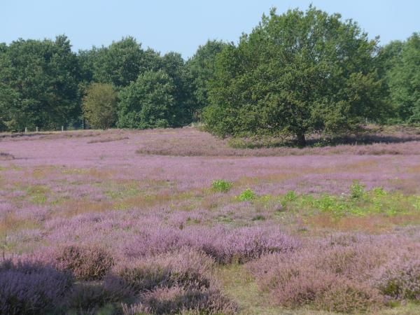 Heide (Symbolbild)