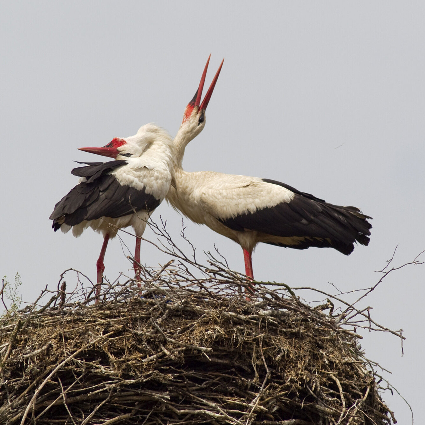 zwei Störche auf einem Nest klappern mit ihren Schnäbeln. Einer der Störche hat seinen Kopf dabei in den Nacken gelegt.