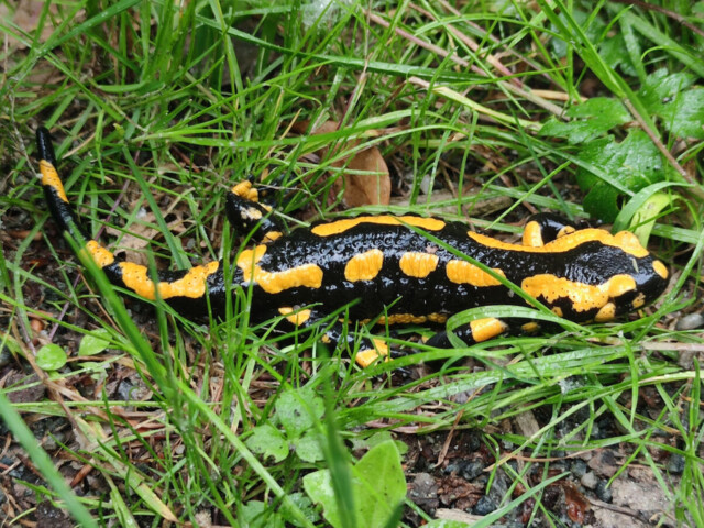 Feuersalamander mit seiner typischen gelb-schwarzen Färbung