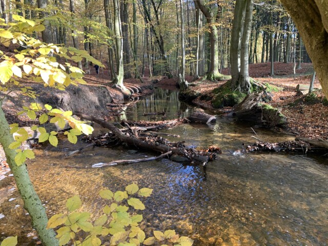Blick auf die Steinbeck im Herbstwald