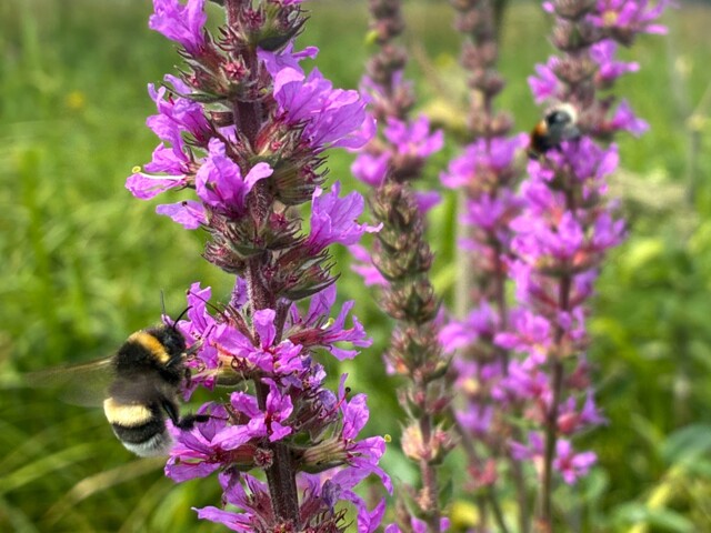 Eine Hummel an den Blüten vom Blutweiderich