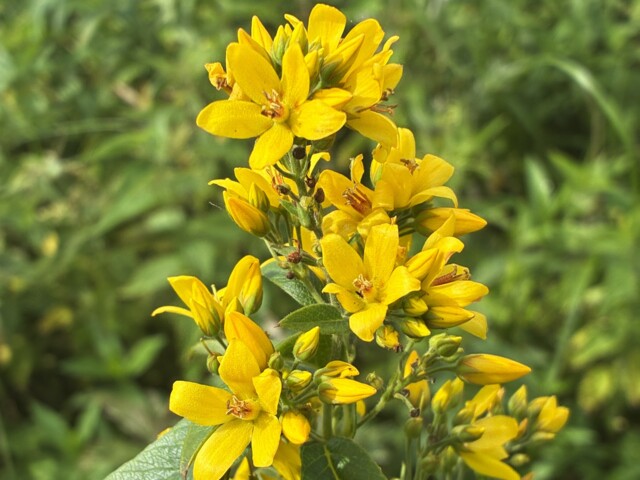 gelbe Blüten vom Gilbweiderich