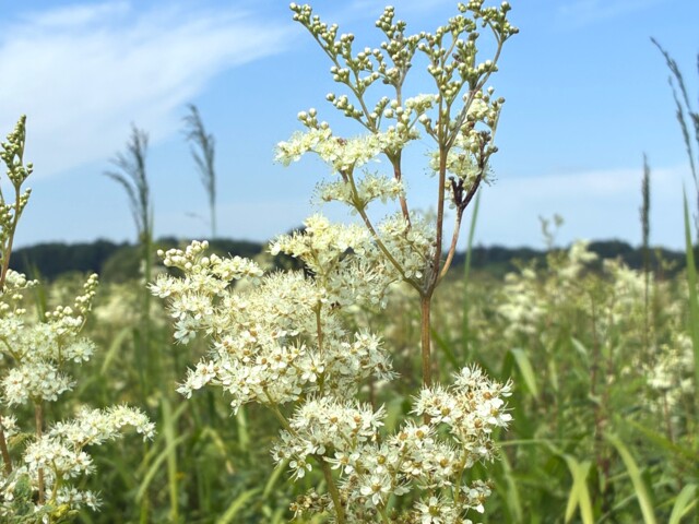weiße Blüten vom Mädesüß