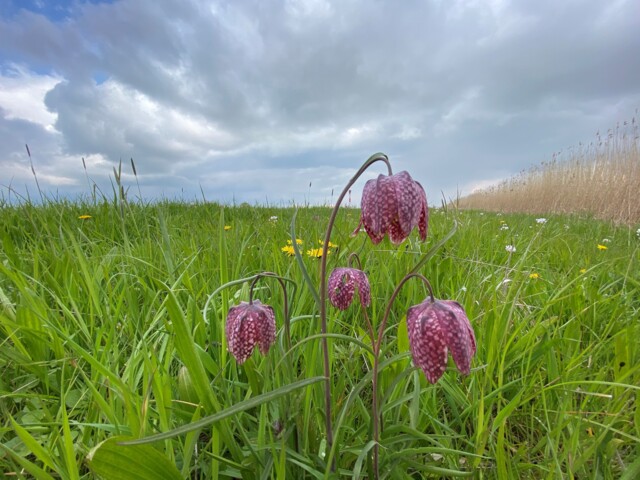 Schachblumen und im Hintergrund ein Leuchtturm