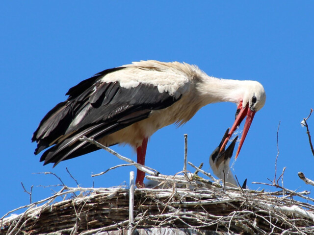 Ein Altvogel versorgt sein Junges mit Wasser
