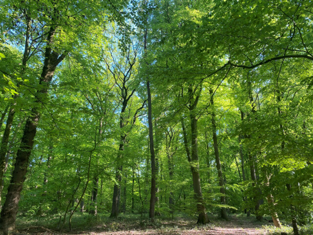 Buchenwald im Frühling