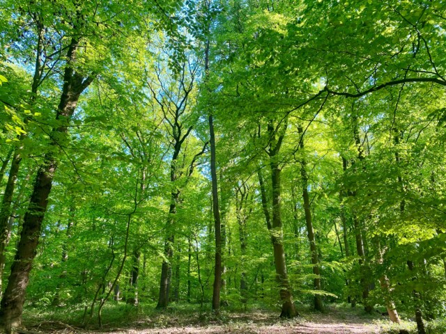 Blick in einen Buchenwald im Frühling